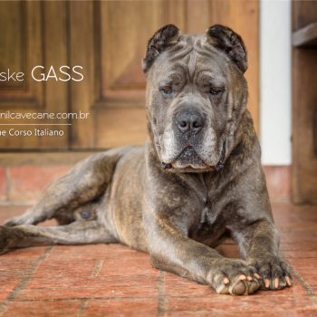 cane corso foto, cane_corso picture