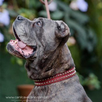 cane corso foto, cane_corso picture