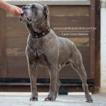 cane corso foto, cane_corso picture