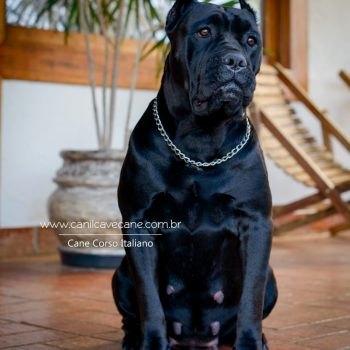 cane corso, foto de cane corso