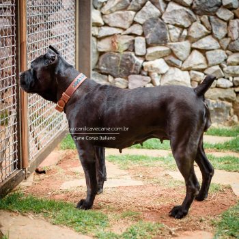 cane corso, foto de cane corso