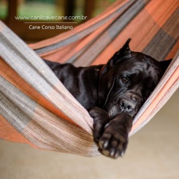 cane corso, foto de cane corso