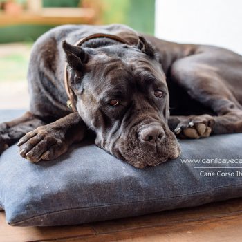 cane corso, foto de cane corso