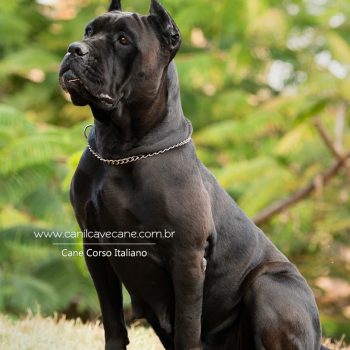 cane corso, foto de cane corso