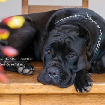 cane corso, foto de cane corso