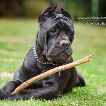 cane corso, foto de cane corso