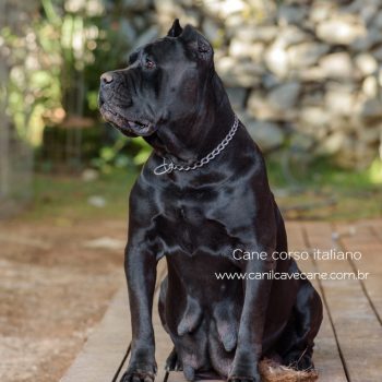 cane corso, foto de cane corso