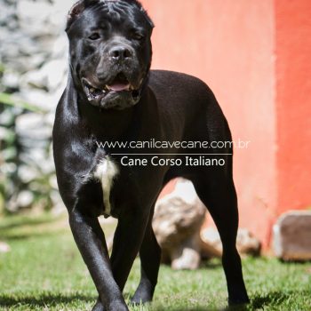 cane corso,  cane corso fotos,  raça cane corso, canecorso linda