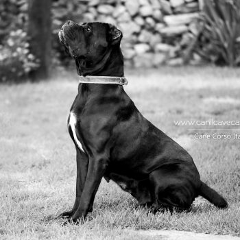 cane corso,  cane corso fotos,  raça cane corso, canecorso linda