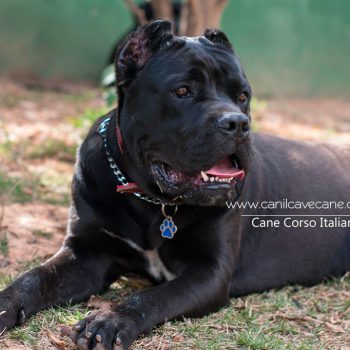 cane corso,  cane corso fotos,  raça cane corso, canecorso linda