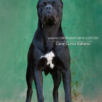 cane corso,  cane corso fotos,  raça cane corso, canecorso linda