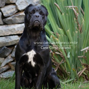 cane corso,  cane corso fotos,  raça cane corso, canecorso linda