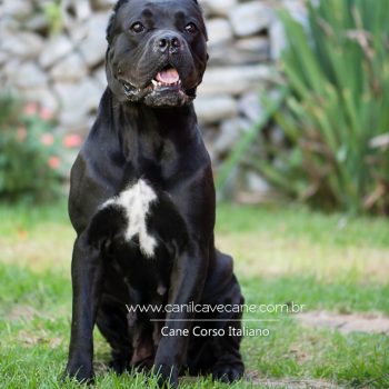 cane corso,  cane corso fotos,  raça cane corso, canecorso linda