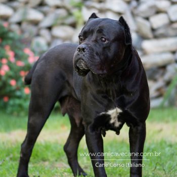 cane corso,  cane corso fotos,  raça cane corso, canecorso linda