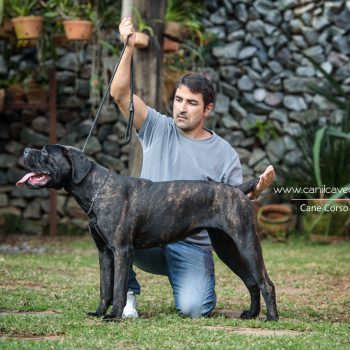 cane corso foto, cane_corso picture, canicorso