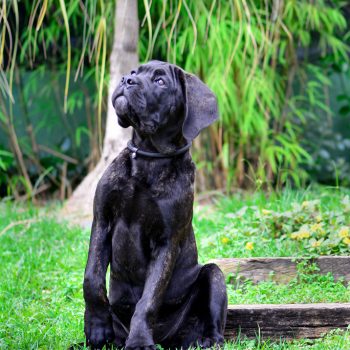 cane corso foto, cane_corso picture, canicorso