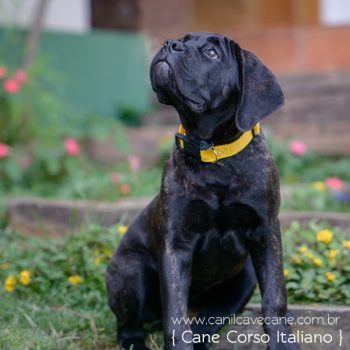 cane corso foto, cane_corso picture, canicorso