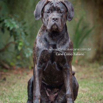 cane corso foto, cane_corso picture, canicorso