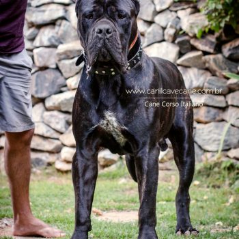 cachorro cane corso, cane corso tigrado, foto de cane corso