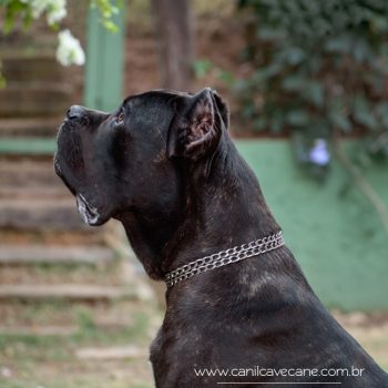 cane corso foto, cane corso bonito, cane corso grande