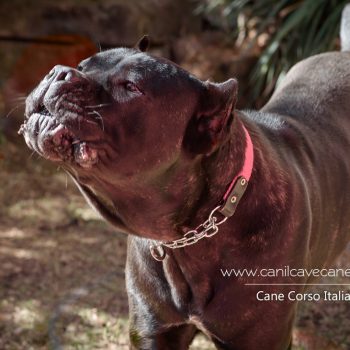 cane corso foto, cane corso bonito, cane corso grande