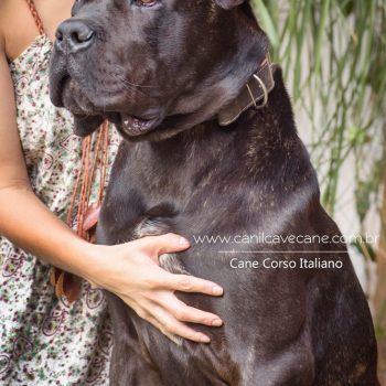 cane corso foto, cane corso bonito, cane corso grande