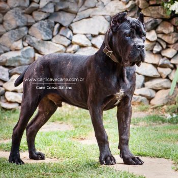 cane corso foto, cane corso bonito, cane corso grande