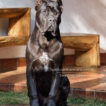 cane corso foto, cane corso bonito, cane corso grande