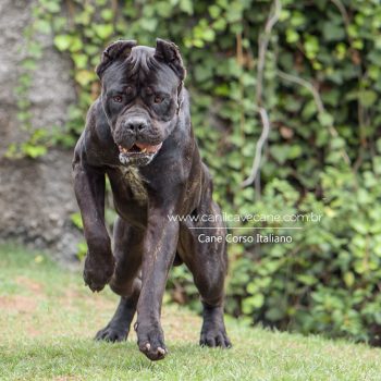 cane corso foto, cane corso bonito, cane corso grande