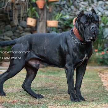 cane corso foto, cane corso bonito, cane corso grande