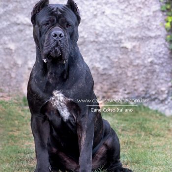 cane corso foto, cane corso bonito, cane corso grande