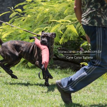 cane corso treino, cane corso italiano