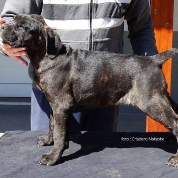 cane corso filhote, foto cane corso