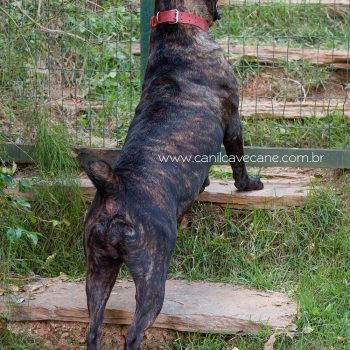 raça cane corso italiano, cave cane canil