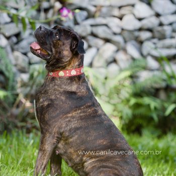 raça cane corso italiano, cave cane canil