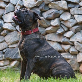 raça cane corso italiano, cave cane canil