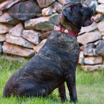 raça cane corso italiano, cave cane canil