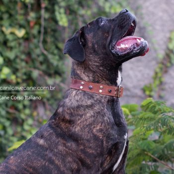 cane corso italiano, canecorso