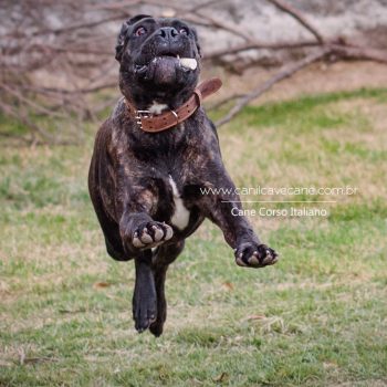 cane corso Ula