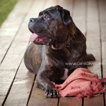 cane corso raça, cave cane canil