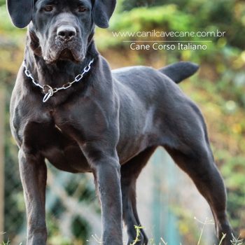 cane corso, foto de cane corso,  raça cane corso