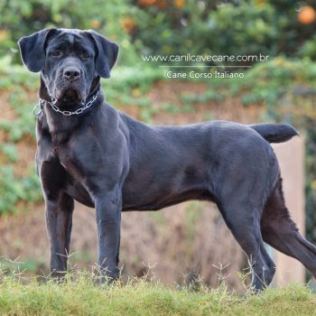 cane corso, foto de cane corso,  raça cane corso