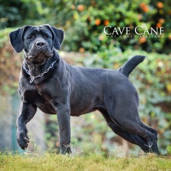 cane corso, foto de cane corso,  raça cane corso