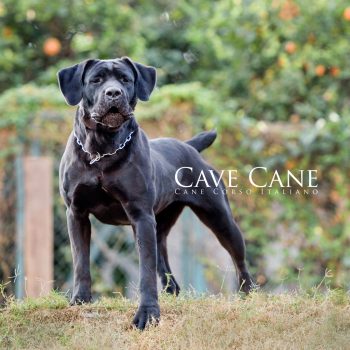 cane corso, foto de cane corso,  raça cane corso, fêmea canecorso