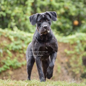 cane corso, foto de cane corso,  raça cane corso, fêmea canecorso