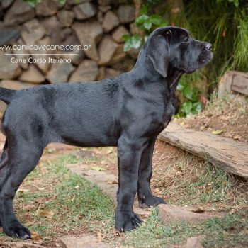 cane corso, italian mastiff, canecorso picture, pedigree cane corso, filhote cane corso