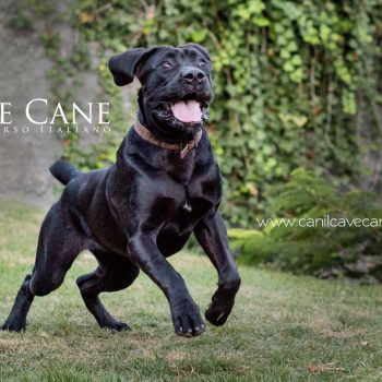 cane corso, foto de cane corso,  raça cane corso