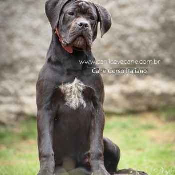 cane corso italiano, raça cane corso, foto de cane corso