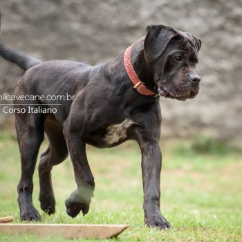cane corso italiano, raça cane corso, foto de cane corso