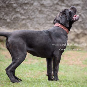 cane corso italiano, raça cane corso, foto de cane corso